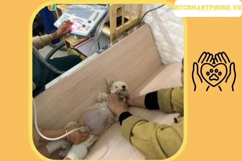 Bệnh Viện Thú Y Bắc Giang Helios
