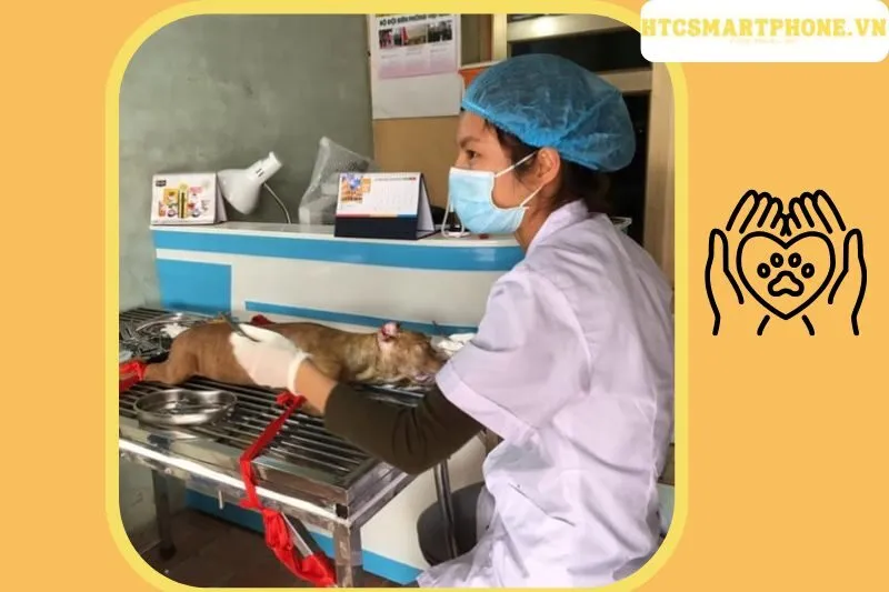  Phòng Khám Thú Y Bắc Giang - Dr Hải