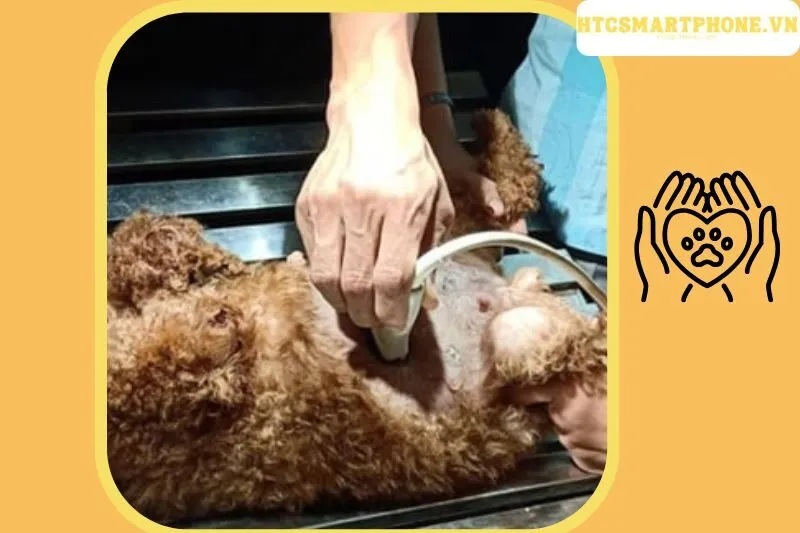 Phòng khám thú y Bắc Giang Trang Ước