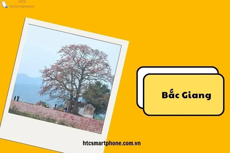 Lịch Sử và Giá Trị Văn Hóa Cây Gạo Miếu Bà Cô